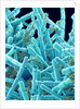 Marine Diatom by Anonymous