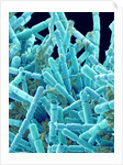 Marine Diatom by Anonymous
