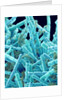 Marine Diatom by Anonymous