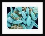 Marine Diatom by Anonymous