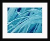 Lens fiber of a rabbit eye by Anonymous