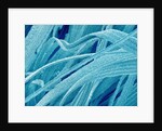 Lens fiber of a rabbit eye by Anonymous