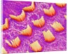 Sensory hair of inner ear (rat) by Anonymous