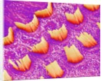 Sensory hair of inner ear (rat) by Anonymous