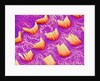Sensory hair of inner ear (rat) by Anonymous