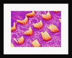Sensory hair of inner ear (rat) by Anonymous