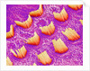 Sensory hair of inner ear (rat) by Anonymous