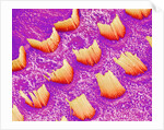 Sensory hair of inner ear (rat) by Anonymous