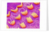 Sensory hair of inner ear (rat) by Anonymous