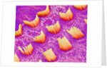 Sensory hair of inner ear (rat) by Anonymous