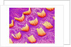 Sensory hair of inner ear (rat) by Anonymous