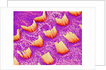 Sensory hair of inner ear (rat) by Anonymous