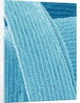 Lens fiber of eye (rabbit) by Anonymous