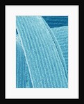 Lens fiber of eye (rabbit) by Anonymous
