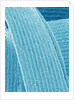 Lens fiber of eye (rabbit) by Anonymous