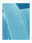 Lens fiber of eye (rabbit) by Anonymous