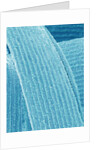 Lens fiber of eye (rabbit) by Anonymous