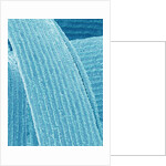 Lens fiber of eye (rabbit) by Anonymous