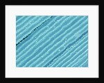 Lens fiber of a rabbit eye by Anonymous