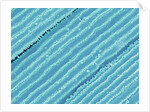 Lens fiber of a rabbit eye by Anonymous