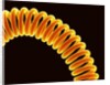 Filament of light bulb by Anonymous