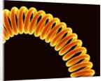 Filament of light bulb by Anonymous