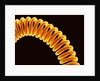 Filament of light bulb by Anonymous