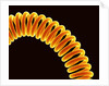 Filament of light bulb by Anonymous
