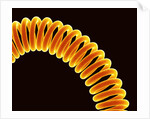 Filament of light bulb by Anonymous