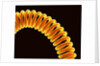 Filament of light bulb by Anonymous