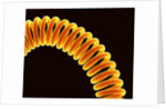 Filament of light bulb by Anonymous