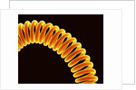Filament of light bulb by Anonymous
