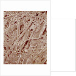 Magazine paper by Anonymous