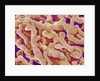 Human Placenta by Anonymous
