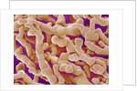 Human Placenta by Anonymous