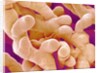 Human Placenta by Anonymous