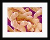 Human Placenta by Anonymous