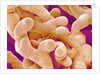 Human Placenta by Anonymous