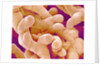 Human Placenta by Anonymous