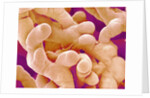 Human Placenta by Anonymous