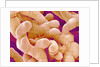Human Placenta by Anonymous