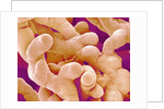 Human Placenta by Anonymous