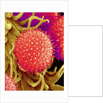 Pollen on Pistil of Mallow by Anonymous