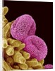 Pollen of a Geranium by Anonymous