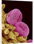 Pollen of a Geranium by Anonymous