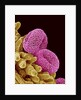 Pollen of a Geranium by Anonymous