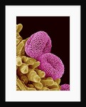 Pollen of a Geranium by Anonymous