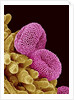 Pollen of a Geranium by Anonymous