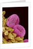 Pollen of a Geranium by Anonymous