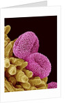 Pollen of a Geranium by Anonymous